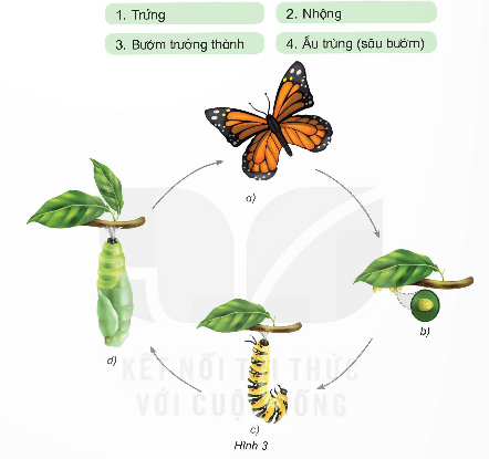 Khoa học lớp 5 Kết nối tri thức Bài 16: Vòng đời và sự phát triển của động vật