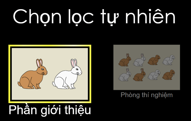 Sử dụng thí nghiệm ảo Chọn lọc tự nhiên trong Sinh học Nhiệm vụ Làm thí nghiệm ảo