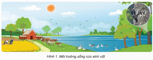 Khoa học lớp 5 Kết nối tri thức Bài 28: Chức năng của môi trường đối với sinh vật