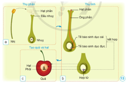 Khoa học lớp 5 Cánh diều Bài 8: Sự sinh sản của thực vật có hoa