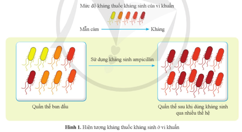 Quan sát hình 1 trang 212 KHTN 9