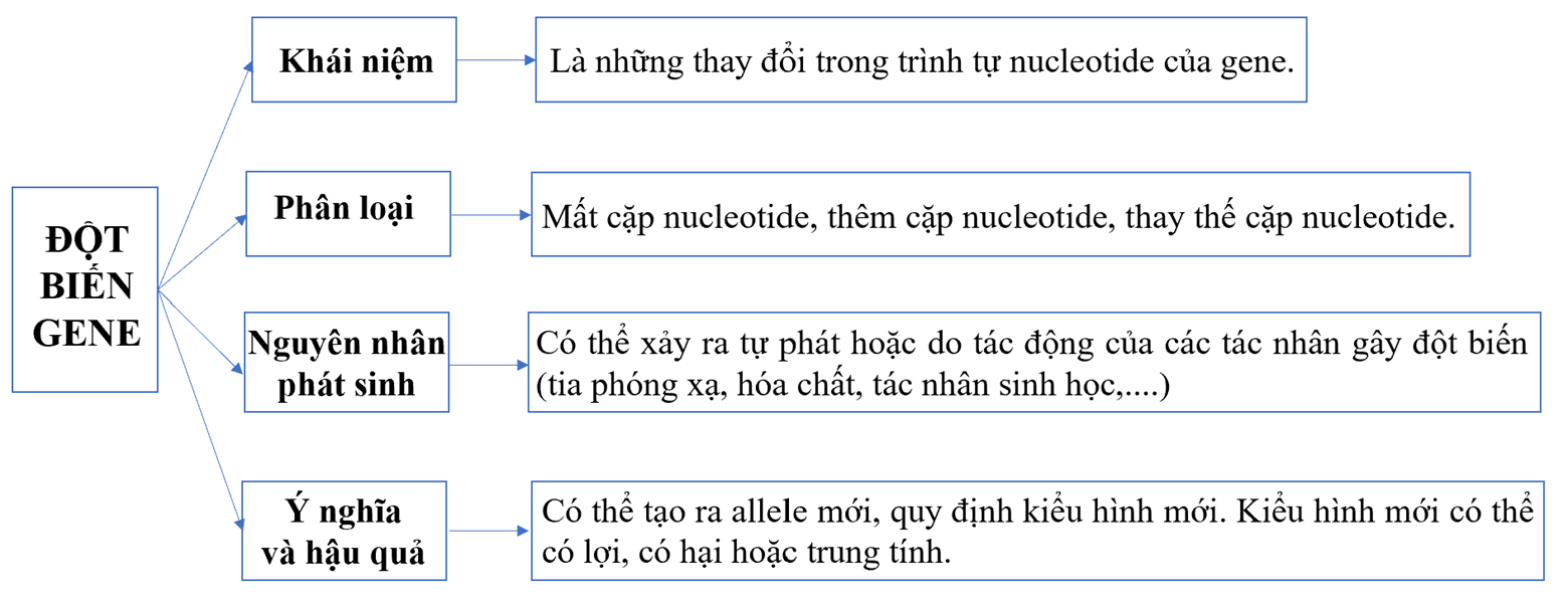 Lập sơ đồ tóm tắt kiến thức đã học về đột biến gene và đột biến nhiễm sắc thể