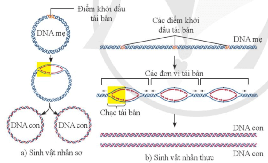 Quan sát hình 34.1 trang 163 KHTN 9