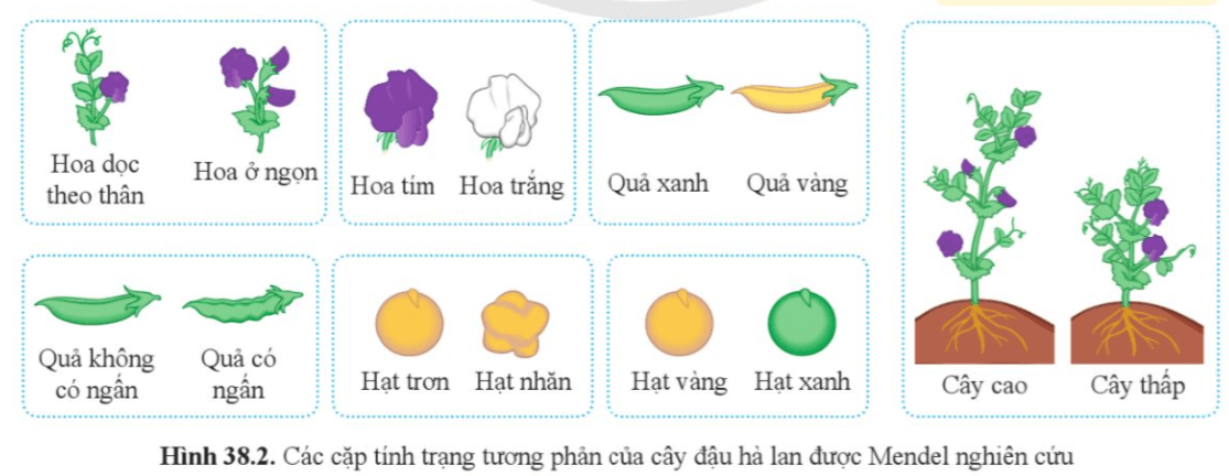 Dựa vào hình 38.2, hãy nêu tên các tính trạng được Mendel nghiên cứu trên cây đậu hà lan