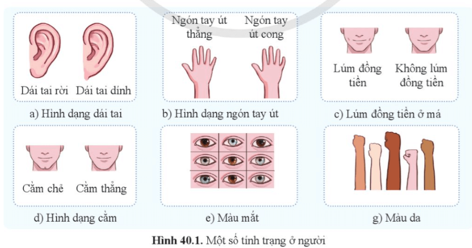 Dựa vào hình 40.1, mô tả một số tính trạng của bản thân và những người xung quanh