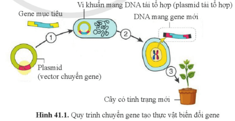 Quan sát hình 41.1 và cho biết trang 196 KHTN 9