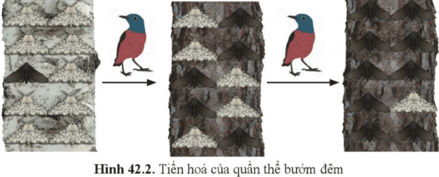 Quan sát hình 42.2, cho biết sự thay đổi tỉ lệ cá thể bướm màu sáng và màu tối ở quần thể bướm đêm