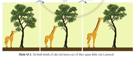 Quan sát hình 43.1 và mô tả quá trình hình thành cổ dài của hươu cao cổ theo quan điểm của Lamarck