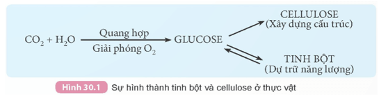 Quan sát Hình 30.1, trình bày sự tạo thành tinh bột và cellulose ở thực vật