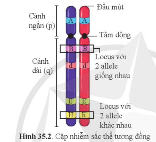 Quan sát hình 35.2, phân tích đặc điểm trên hình thể hiện đây là cặp nhiễm sắc thể tương đồng