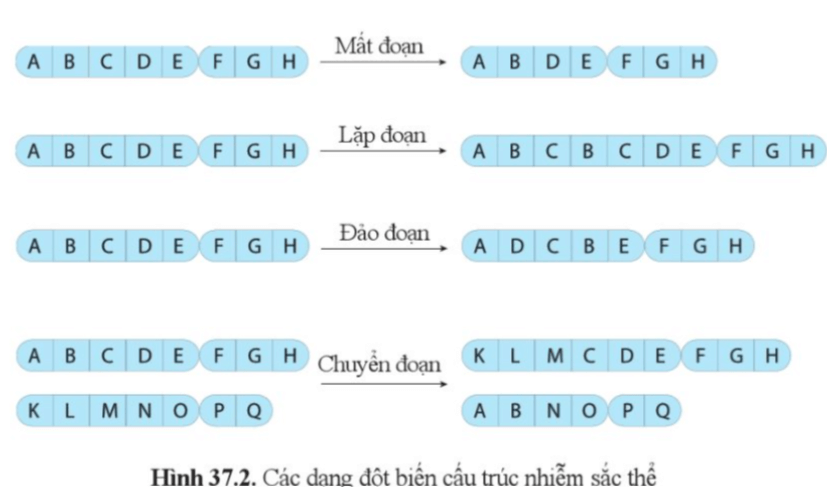 Quan sát hình 37.2, nhận xét sự sai khác của nhiễm sắc thể bị đột biến so với dạng ban đầu