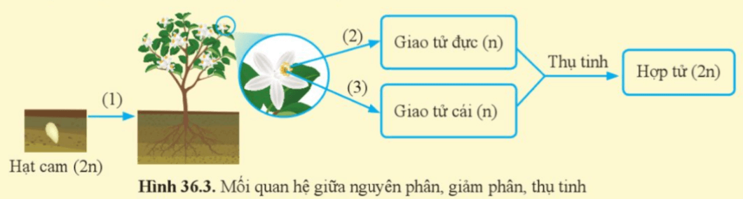 Quan sát hình 36.3, vị trí được đánh số (1), (2) và (3) tương ứng với nguyên phân hay giảm phân