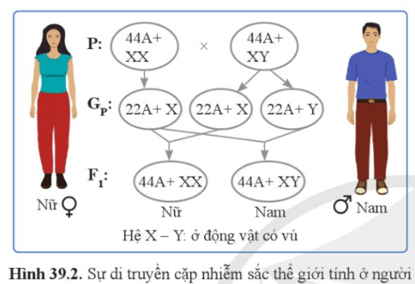 Quan sát hình 39.2, nêu cơ chế xác định giới tính ở người