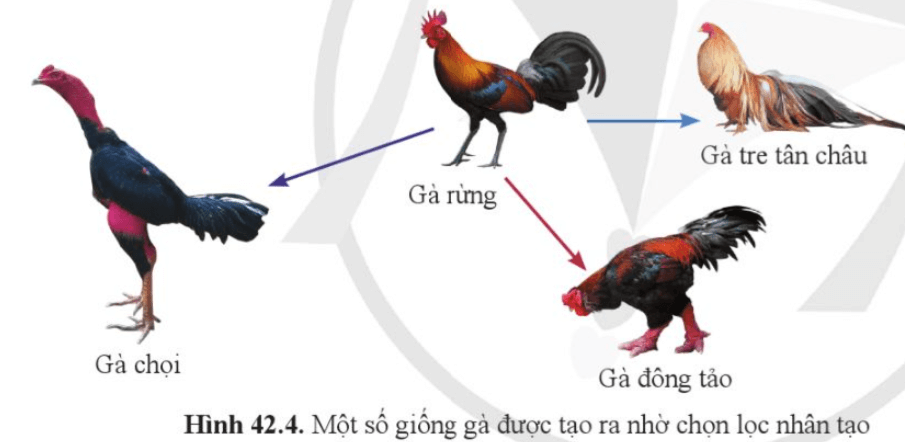 Quan sát hình 42.4 và hình 42.5, cho biết một số giống gà, giống rau được tạo ra do chọn lọc theo đặc điểm nào