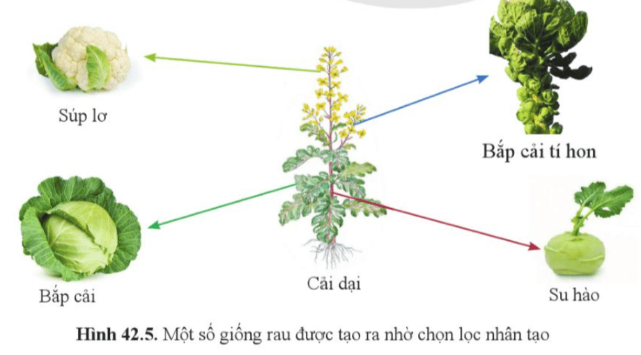 Quan sát hình 42.4 và hình 42.5, cho biết một số giống gà, giống rau được tạo ra do chọn lọc theo đặc điểm nào