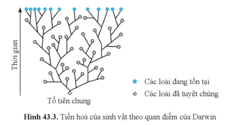 Dựa vào hình 43.3, cho biết Darwin giải thích như thế nào về sự đa dạng của sinh giới và nguồn gốc sinh vật