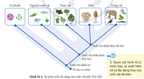 Quan sát hình 43.3, trình bày sự xuất hiện và sự đa dạng hóa của sinh vật đa bào