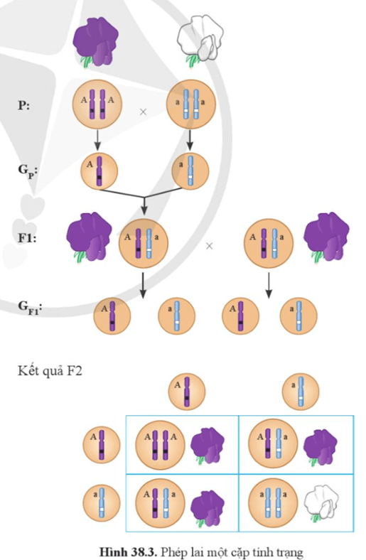 Quan sát hình 38.3, mô tả phép lai một cặp tính trạng của Mendel về màu hoa của cây đậu hà lan