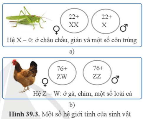 Quan sát hình 39.3, cho biết giới nào là đồng giao tử, dị giao tử