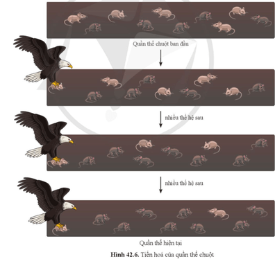 Quan sát hình 42.6 và giải thích vai trò của chọn lọc tự nhiên đối với tiến hóa của quần thể chuột