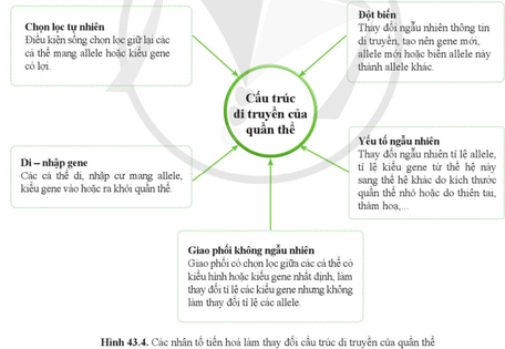 Quan sát hình 43.4 và nêu ảnh hưởng của các nhân tố tiến hóa đối với tỉ lệ allele của quần thể