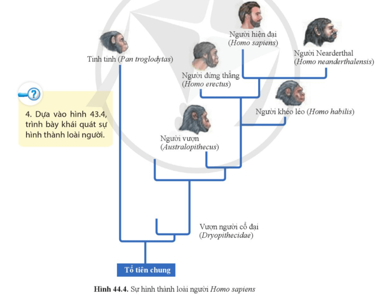 Dựa vào hình 43.4, trình bày khái quát sự hình thành loài người