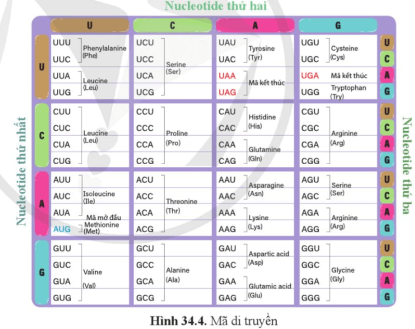 Quan sát hình 34.4, nêu ví dụ cho thấy nhiều bộ ba cùng mã hoá cho một amino acid