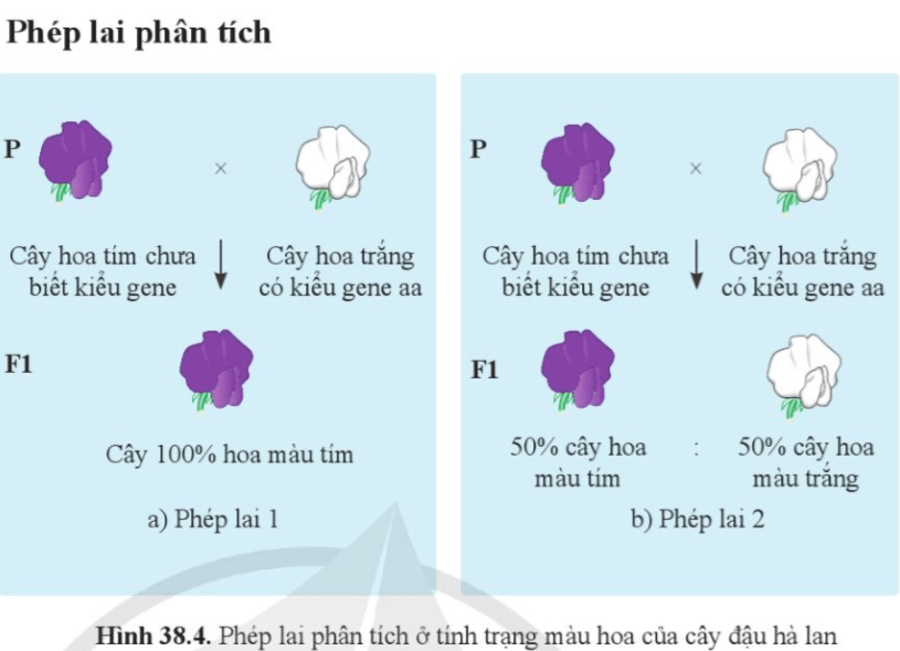 Quan sát hình 38.4 trang 186 KHTN 9