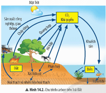 Sự chuyển hoá carbon trong tự nhiên diễn ra như thế nào?