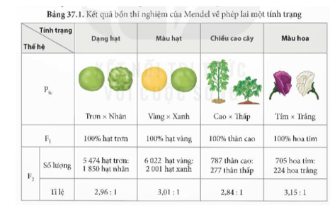 Quan sát kết quả thí nghiệm ở Bảng 37.1, nhận xét về kiểu hình