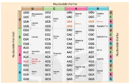 Quan sát Hình 40.1 các codon cùng nghĩa (cùng mã hóa cho một loại amino acid hoặc các codon kết thúc)