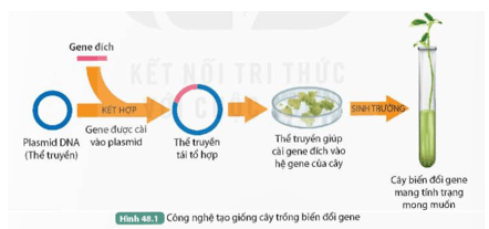 Quan sát Hình 48.1, mô tả quá trình tạo cây biến đổi gene nhờ ứng dụng công nghệ di truyền