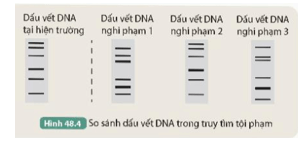 Quan sát Hình 48.4, cho biết nghi phạm số mấy có thể là thủ phạm của vụ án. Giải thích