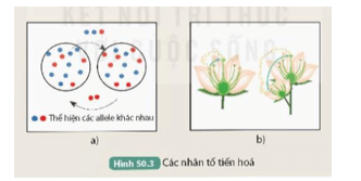 Xác định nhân tố tiến hóa được thể hiện trong Hình 50.3a và 50.3b