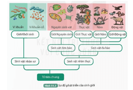 Đọc thông tin trên kết hợp quan sát Hình 51.3, trình bày quá trình phát triển của sinh giới