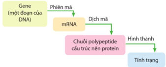 Quan sát Hình 40.1, hãy  trang 168 KHTN 9