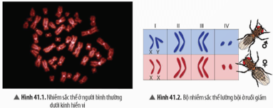 Quan sát Hình 41.1 và 41.2, hãy nhận xét về hình dạng và số lượng nhiễm sắc thể ở các loài sinh vật