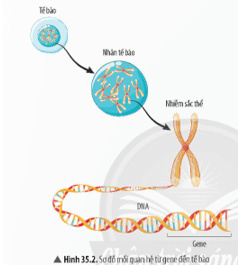 Đọc thông tin và quan sát Hình 35.2, hãy cho biết gene là gì trang 151 KHTN 9