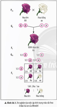 Từ thông tin trong Hình 36.1, hãy thực hiện các yêu cầu sau trang 153 KHTN 9