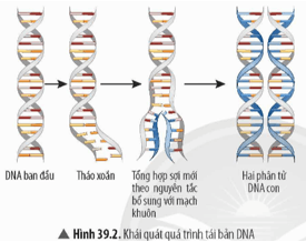 Quan sát Hình 39.2 và đọc thông tin trong bài, hãy trang 164 KHTN 9