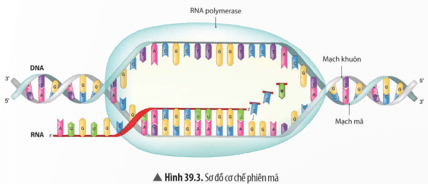 Quan sát Hình 39.3 và đọc thông tin trong bài, hãy trả lời các câu hỏi sau