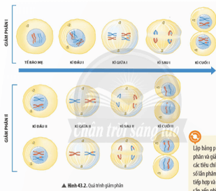 Quan sát Hình 43.2, hãy cho biết kết quả của quá trình giảm phân