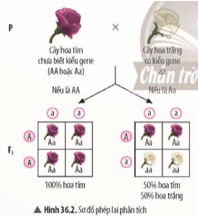 Quan sát Hình 36.2, hãy trình bày phép lai phân tích của Mendel. Từ đó, nêu khái niệm 