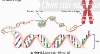 Quan sát Hình 41.5, hãy mô tả cấu trúc của nhiễm sắc thể trang 172 KHTN 9