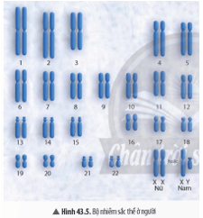 Đọc thông tin và quan sát Hình 43.5, hãy  trang 181 KHTN 9