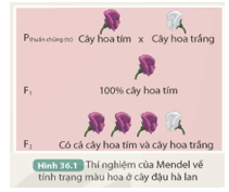 Quan sát thí nghiệm trong Hình 36.1 và thực hiện các yêu cầu sau