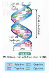 Quan sát hình 38.1, thực hiện các yêu cầu sau