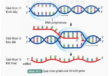 Quan sát Hình 39.2, thực hiện các yêu cầu sau: Mô tả ba giai đoạn của quá trình phiên mã