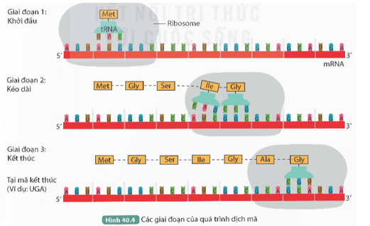 Đọc thông tin trên và quan sát Hình 40.4, trả lời các câu hỏi sau