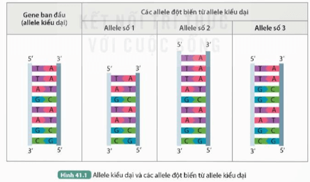 Quan sát Hình 41.1, trả lời các câu hỏi sau: Các allele đột biến số 1, số 2 và số 3 có thay đổi gì